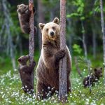 A mother bear protects her cubs walking in the forest, hunting for food, and crawling on trees in their natural habitat. 