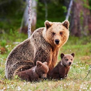 mãe urso protegendo os filhotes na floresta, caçando comida e escalando árvores em seu ambiente natural.