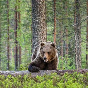 mãe urso protegendo os filhotes na floresta, caçando comida em seu ambiente natural